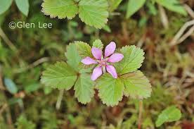 Attēlu rezultāti vaicājumam “Rubus arcticus”