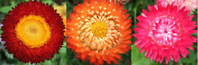 Image result for Helichrysum bracteatum