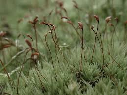 Attēlu rezultāti vaicājumam “Leucobryum juniperoideum”