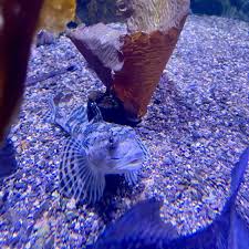 Image result for Myoxocephalus scorpioides