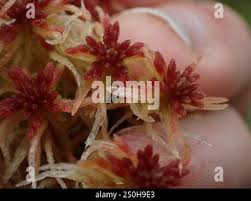 Attēlu rezultāti vaicājumam “Sphagnum warnstorfii”