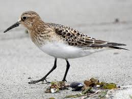Image result for Calidris bairdii