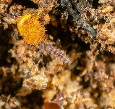 Attēlu rezultāti vaicājumam “Orchesella sp.”