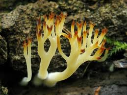 Attēlu rezultāti vaicājumam “Lentaria epichnoa”