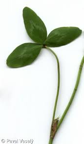 Attēlu rezultāti vaicājumam “Trifolium pratense leaf”