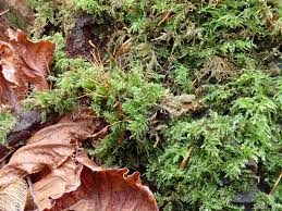 Attēlu rezultāti vaicājumam “Herzogiella seligeri sporophyte”