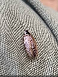 Attēlu rezultāti vaicājumam “Paradiacheopsis rigida macro”