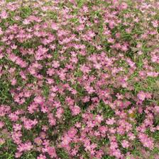 Attēlu rezultāti vaicājumam “Gypsophila muralis flower”