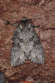 Attēlu rezultāti vaicājumam “Polia nebulosa”