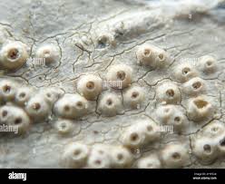 Attēlu rezultāti vaicājumam “Thelotrema lepadinum”