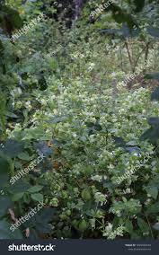 Attēlu rezultāti vaicājumam “Silene baccifera”