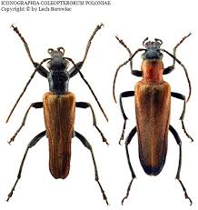 Attēlu rezultāti vaicājumam “Anogcodes melanurus”