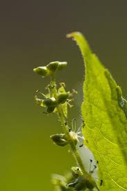 Attēlu rezultāti vaicājumam “Mercurialis perennis bud”