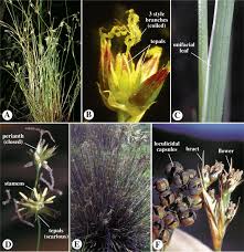 Attēlu rezultāti vaicājumam “Juncus bufonius fruit”