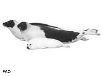 Image result for Pagophilus groenlandicus