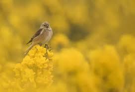 Attēlu rezultāti vaicājumam “Carduelis cannabina male”