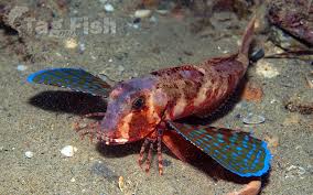 Image result for Chelidonichthys cuculus