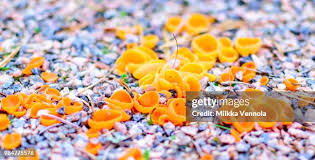 Attēlu rezultāti vaicājumam “Aleuria aurantia”