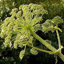 Attēlu rezultāti vaicājumam “Angelica palustris flower”