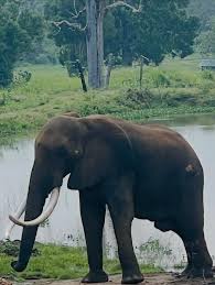 Image result for pinawella