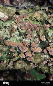 Attēlu rezultāti vaicājumam “Trichaptum biforme”