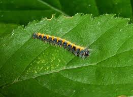 Attēlu rezultāti vaicājumam “Lasiocampa quercus imago”