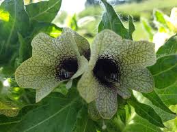 Attēlu rezultāti vaicājumam “Hyoscyamus niger flower”