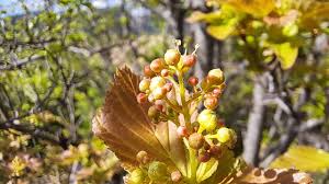 Attēlu rezultāti vaicājumam “Acer tataricum bud”