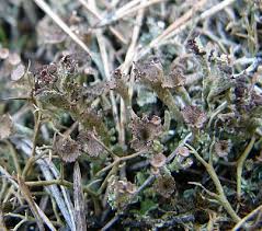 Attēlu rezultāti vaicājumam “Cladonia phyllophora”