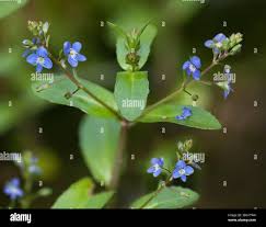 Attēlu rezultāti vaicājumam “Veronica anagallis-aquatica flower”