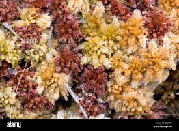 Attēlu rezultāti vaicājumam “Sphagnum balticum”