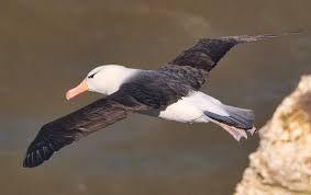 Image result for Thalassarche melanophris