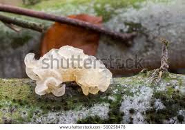 Attēlu rezultāti vaicājumam “Tremella mesenterica”