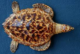 Image result for Eretmochelys imbricata