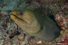 Image result for Gymnothorax funebris