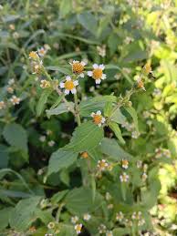 Attēlu rezultāti vaicājumam “Galinsoga quadriradiata”