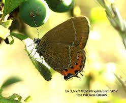 Attēlu rezultāti vaicājumam “Satyrium pruni”