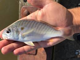 Image result for Leiostomus xanthurus