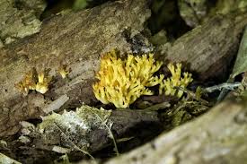 Attēlu rezultāti vaicājumam “Lentaria epichnoa”