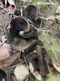 Attēlu rezultāti vaicājumam “Hapalopilus aurantiacus”