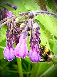 Attēlu rezultāti vaicājumam “Symphytum officinale flower”