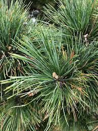 Attēlu rezultāti vaicājumam “Pinus peuce”