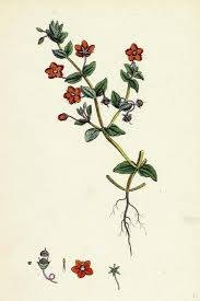 Image result for Anagallis arvensis