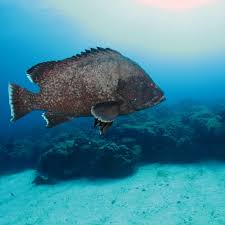 Image result for Dermatolepis inermis