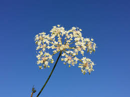Attēlu rezultāti vaicājumam “Peucedanum palustre flower”