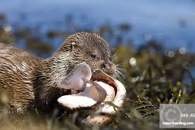 Attēlu rezultāti vaicājumam “Lutra lutra”