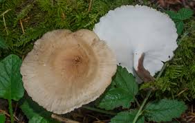 Attēlu rezultāti vaicājumam “Polyporus varius”