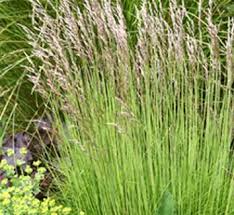 Attēlu rezultāti vaicājumam “Deschampsia flexuosa bud”