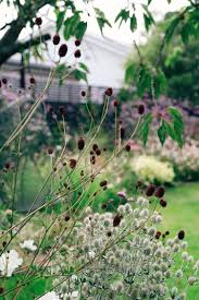 Attēlu rezultāti vaicājumam “Sanguisorba officinalis flower”