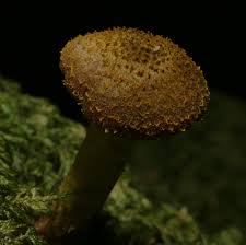 Attēlu rezultāti vaicājumam “Lepiota aspera”